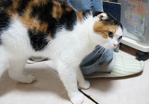 すりすり