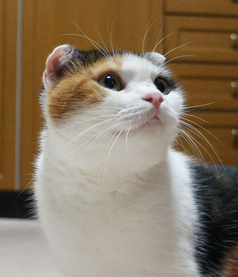 へんなかお2