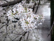 中目黒09