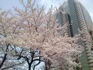 恵比寿桜1