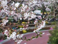ヒルズ桜1
