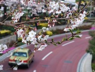 ヒルズ桜2