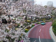 ヒルズ桜3