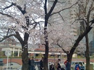 恵比寿桜2