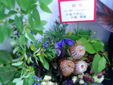 ナディッフ花2
