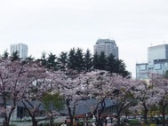 ヒルズ桜4