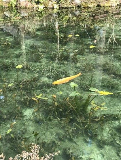 モネの池