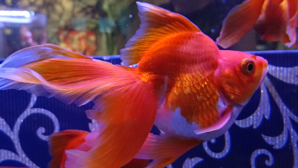 DSC_金魚9