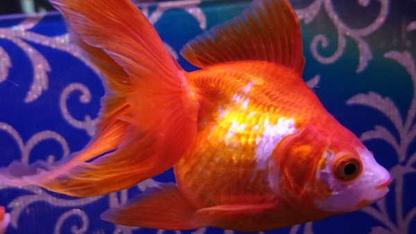 DSC_金魚8