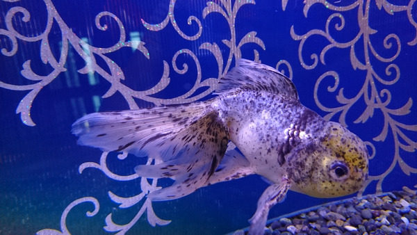 DSC_金魚4