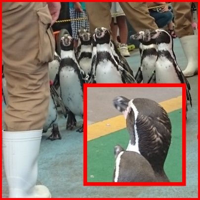 pageペンギン枠付き2