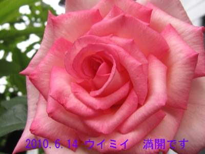 BlogPaint