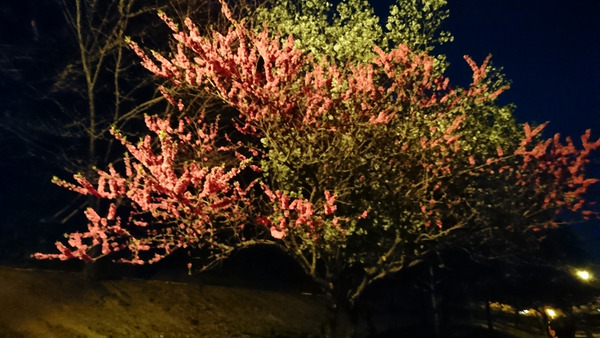 DSC_花見10