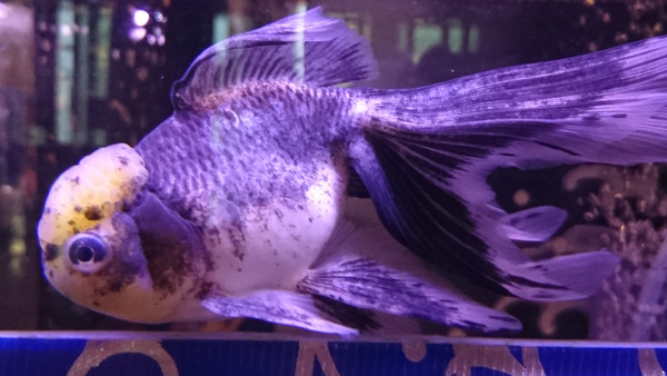 DSC_金魚6