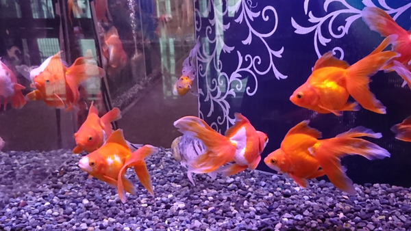 DSC_金魚7