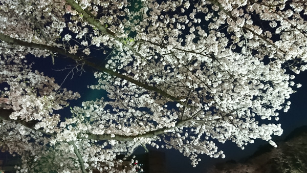 DSC_花見9