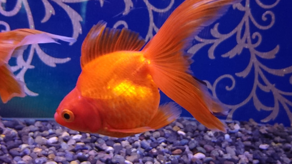 DSC_金魚5