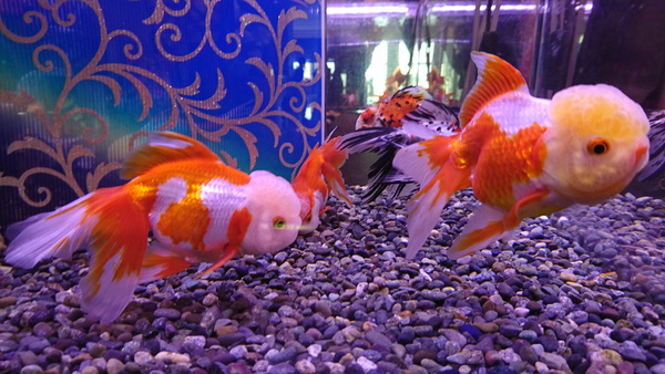 DSC_金魚