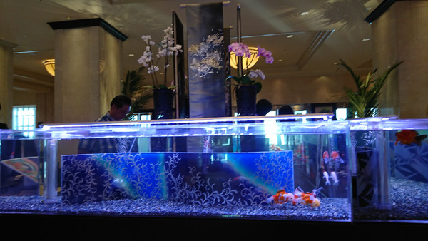DSC_金魚2