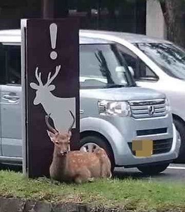 注意喚起の看板下でくつろぐ鹿