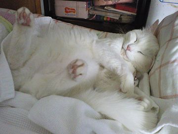 ベッドに仰向いて休みます