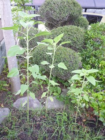 つぼみが出来たころ