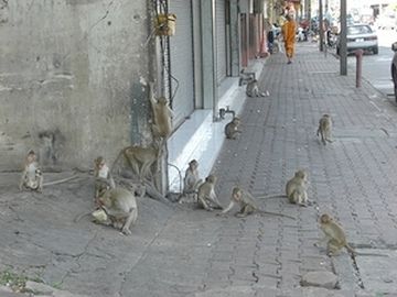タイです