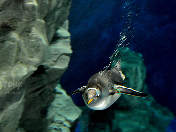 男鹿水族館・ジェンツーペンギン