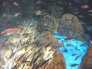 『男鹿水族館GAO』ハタハタだけが泳ぐ水槽
