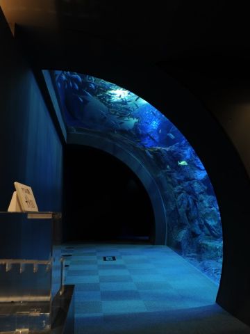 『男鹿水族館GAO』男鹿の海大水槽・水中トンネル