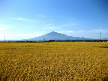 どこまでも続く田んぼと、岩木山