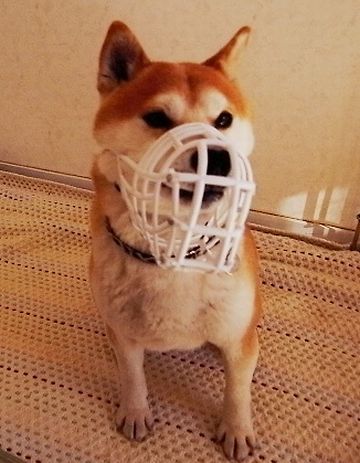 口挟まないでって言われてるから