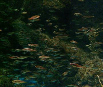 『男鹿水族館GAO』のハタハタ水槽