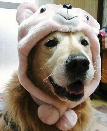 アホでも出来ます