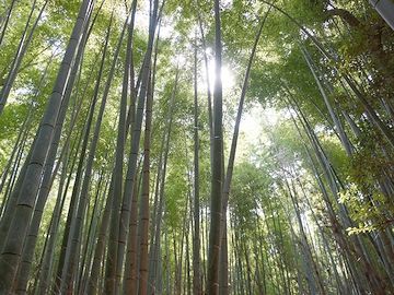 竹林