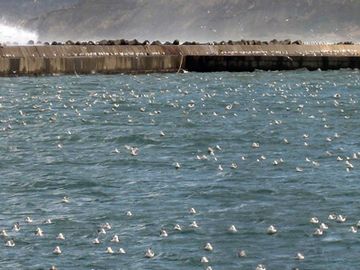 海鳥の群は、浮いてくるハタハタの卵(ブリコ)を狙ってるとか。