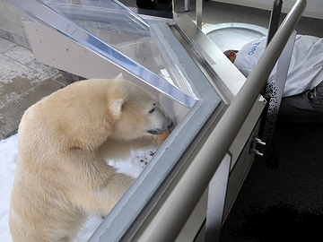男鹿水族館・豪太と飼育員
