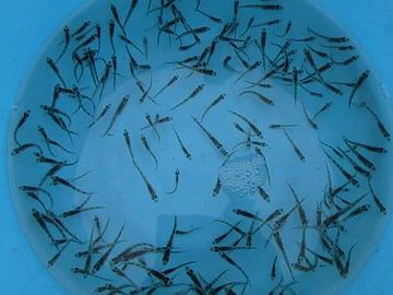 90年代に全面禁漁して、稚魚を放流したりしたそうです