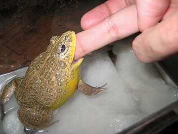負けるか
