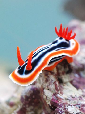 ウミウシ/<br>
信じられない色