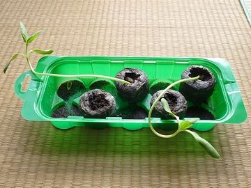 ひょろひょろ苗に