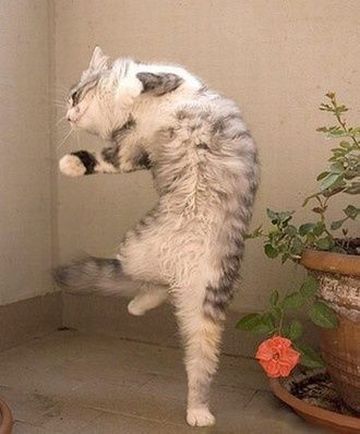 にゃに!