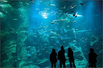 『男鹿水族館GAO』男鹿の海大水槽