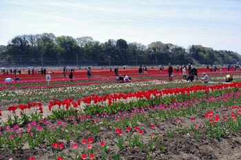 20140412 (22) (800x531)
