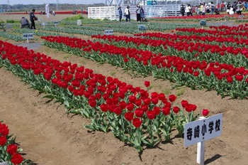 20140412 (20) (800x531)