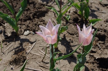 20140412 (29) (800x531)