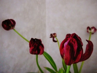 s-P1240819