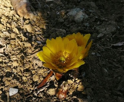 s-P1240659