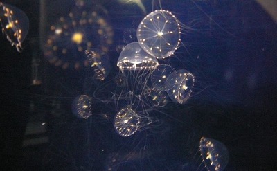 s-P1240488