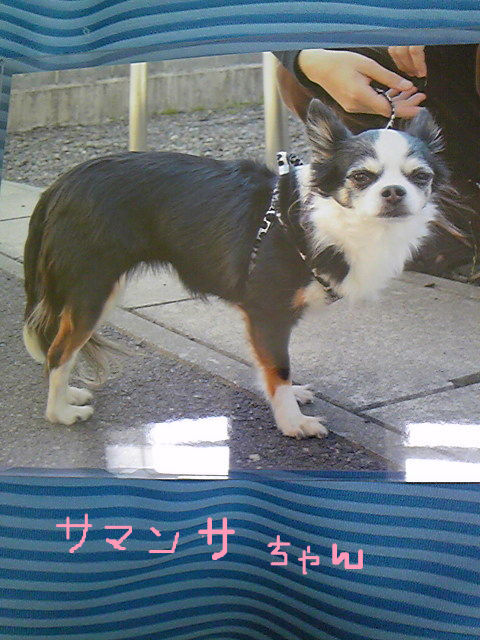 BlogPaint